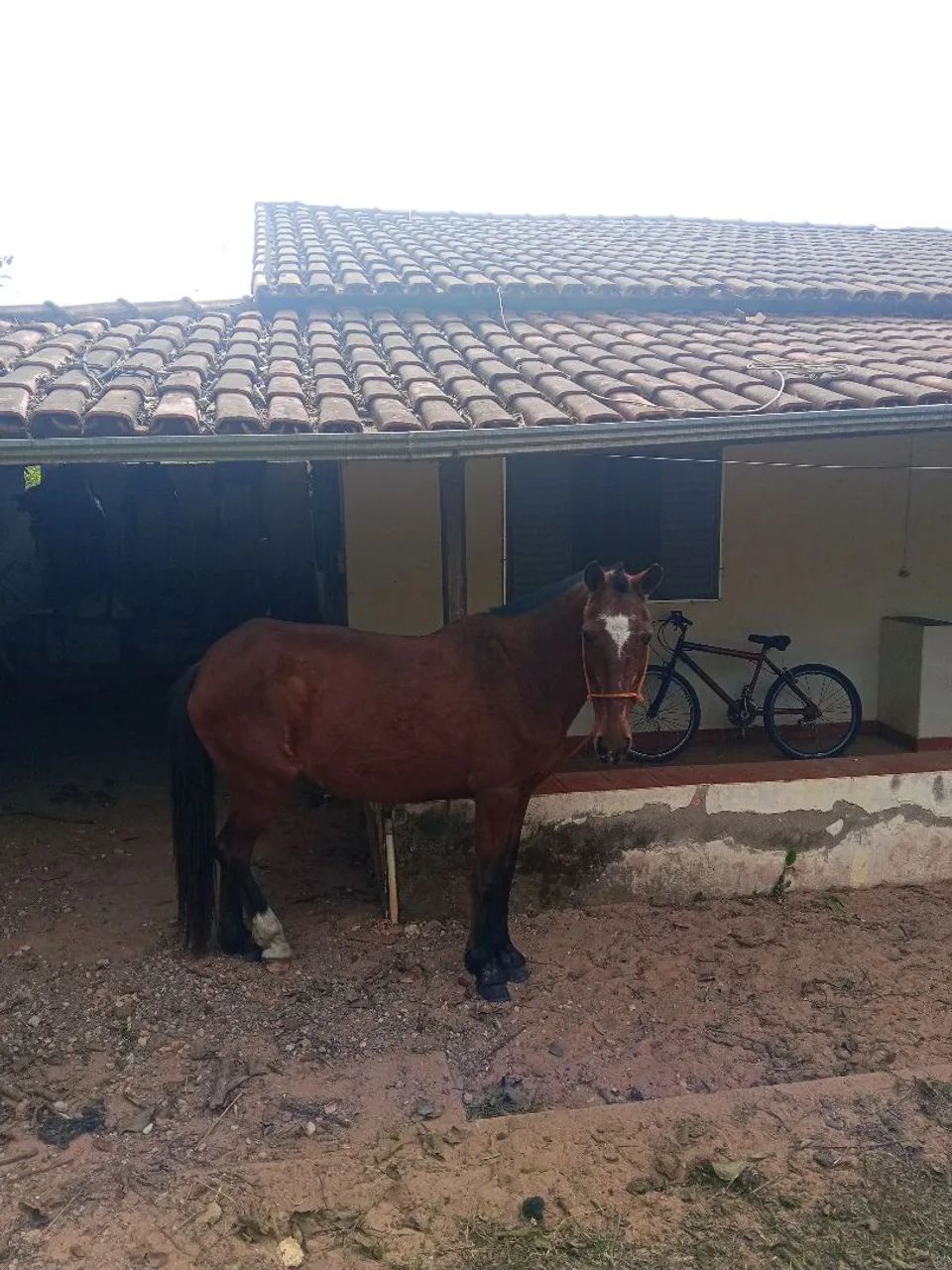 Égua macha picada 