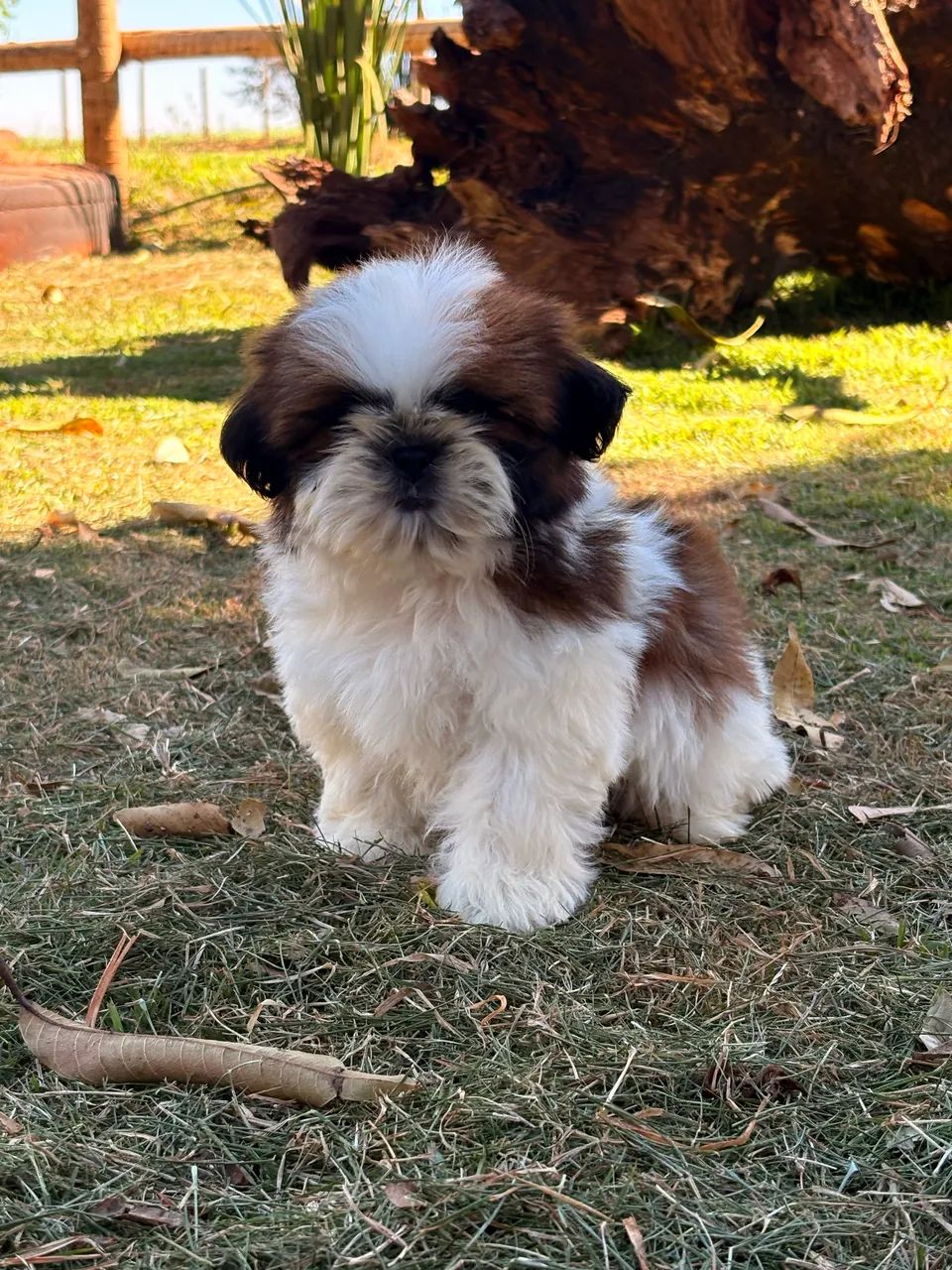 Machinho Shih tzu com pedigree  - Foto 2