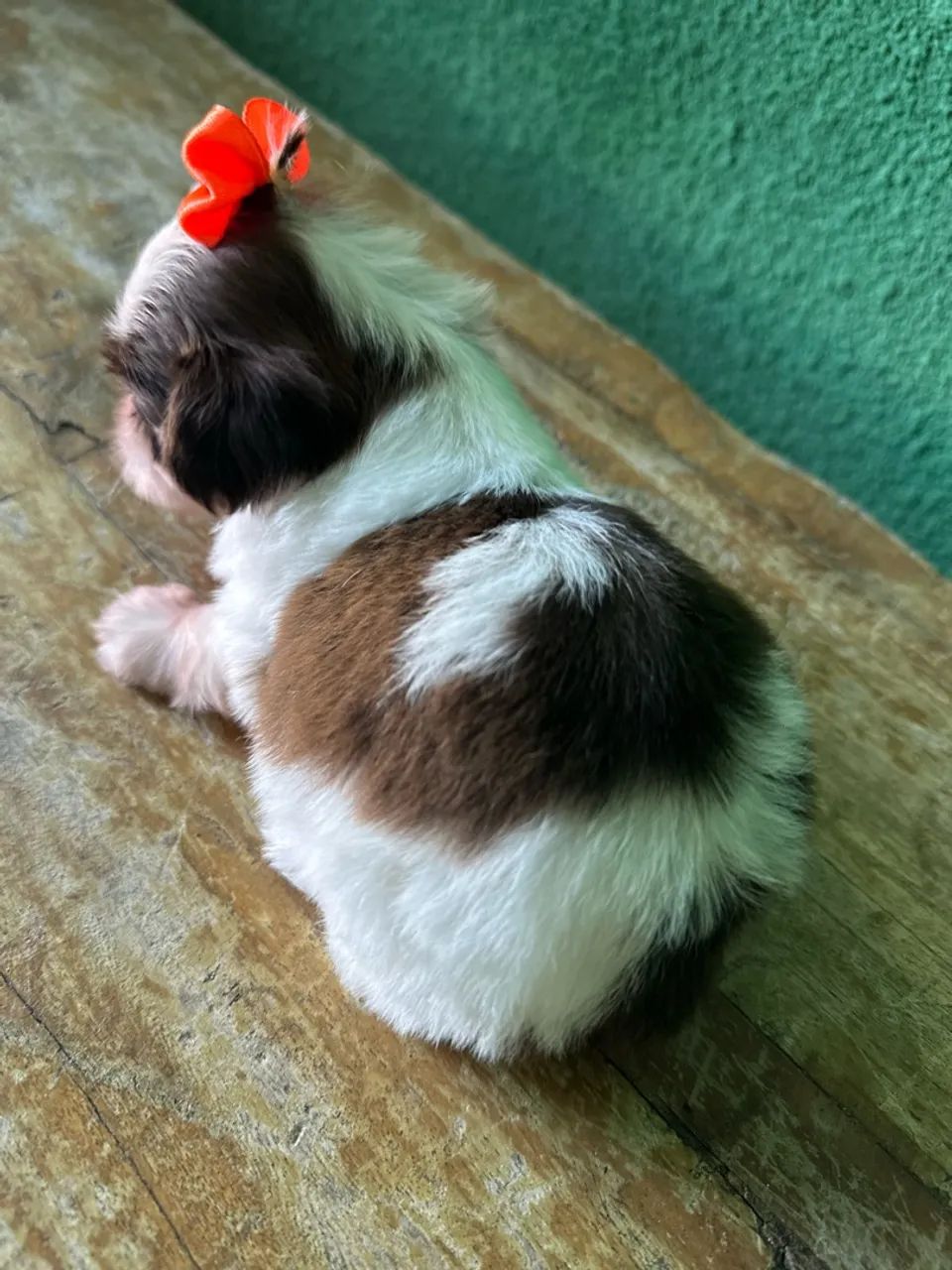 Filhotes de shihtzu  - Foto 3