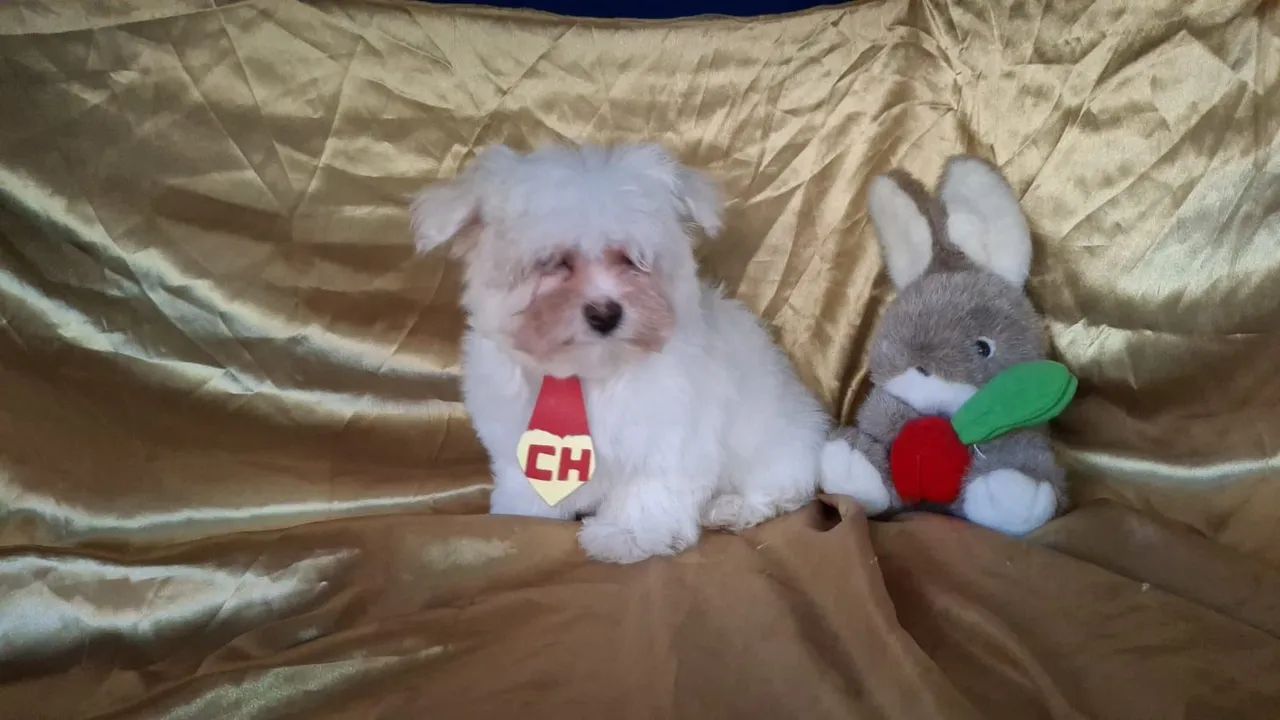Maltês macho e fêmea 