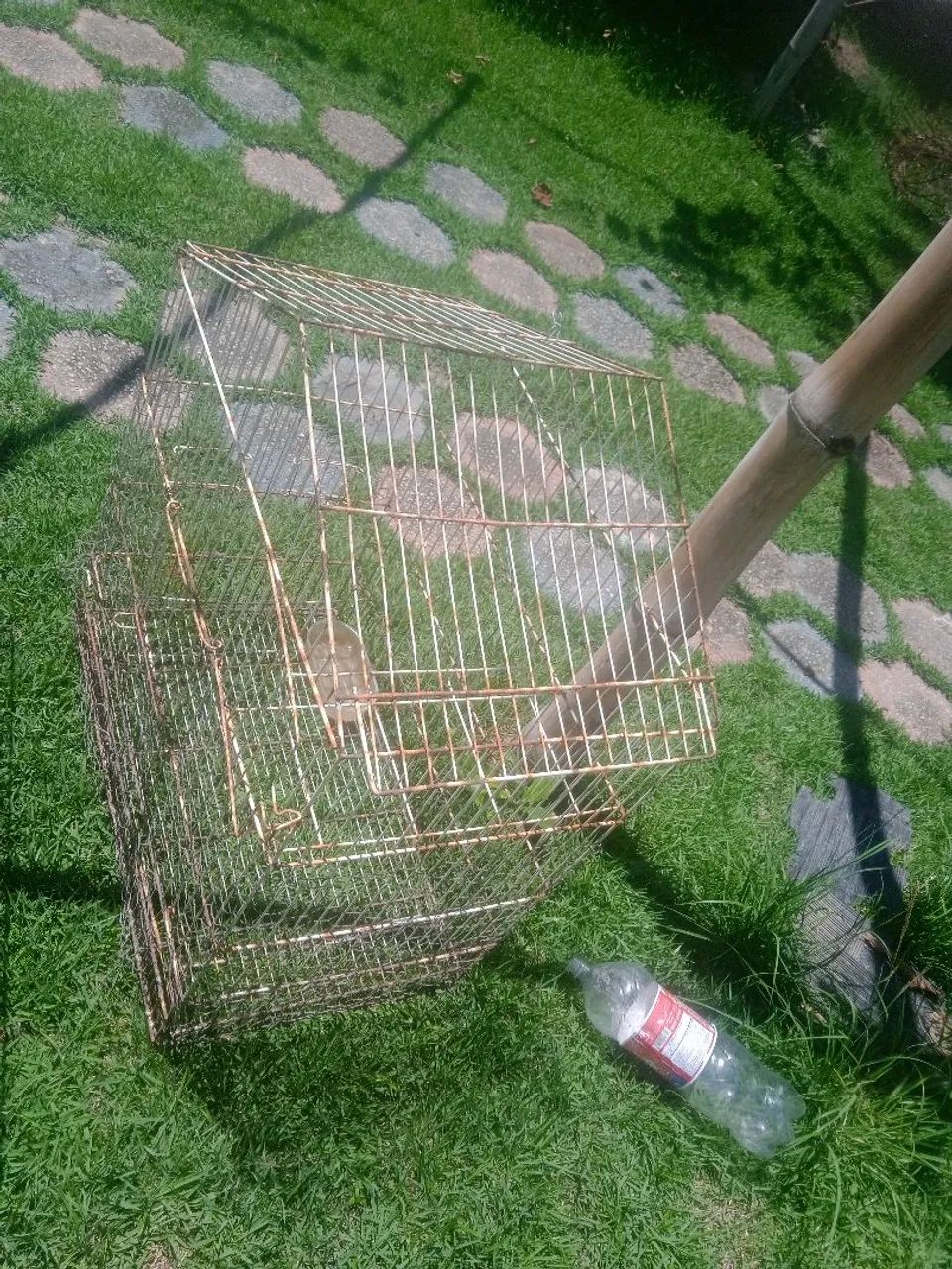 A venda gaiolão e viveiro