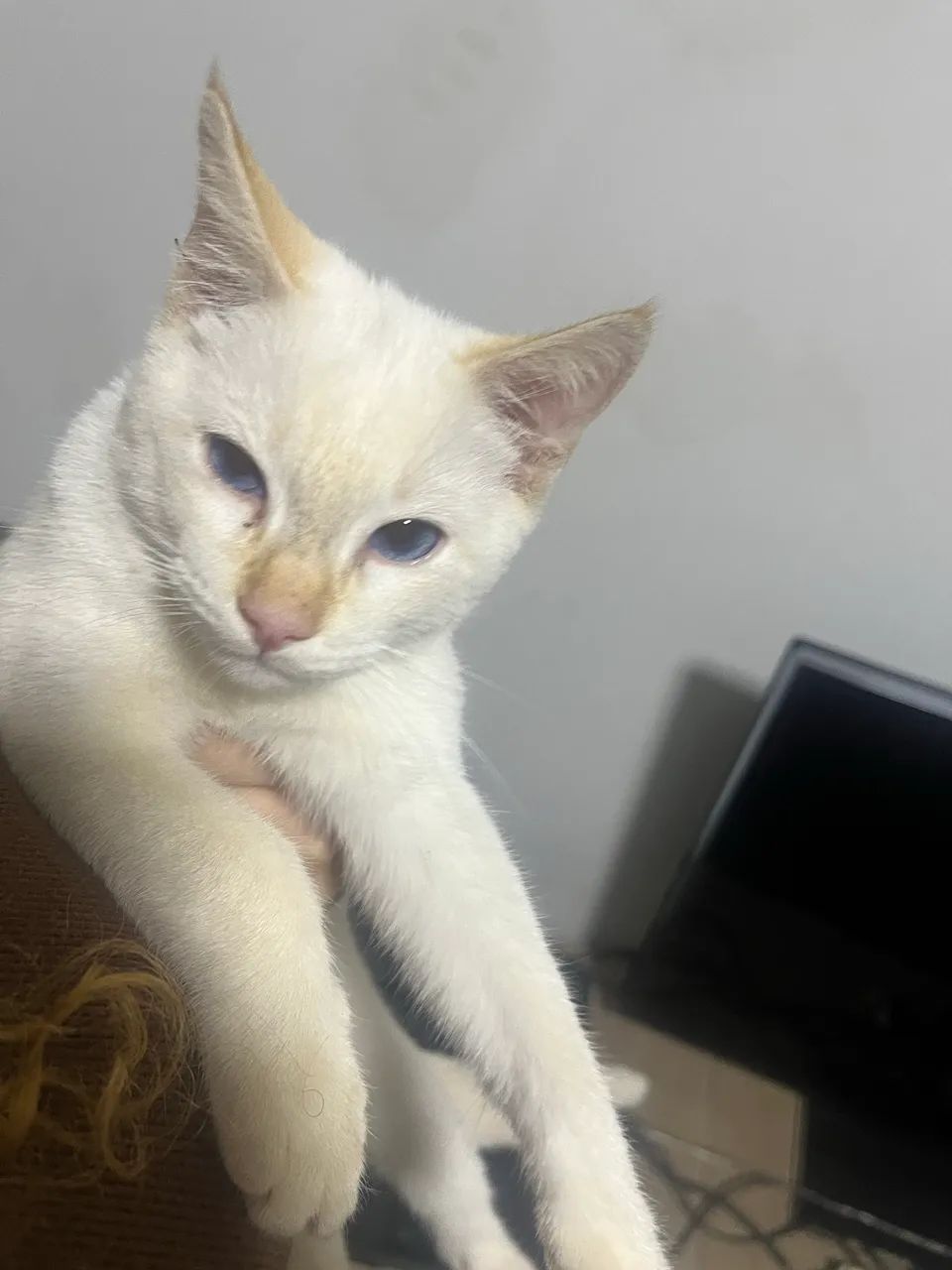 Doaç ão de um gatinho macho  - Foto 2