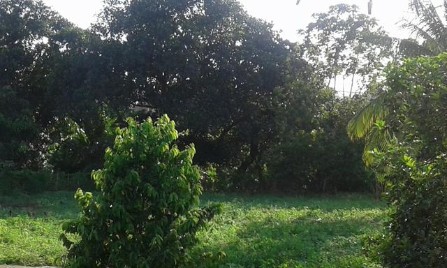Belíssimo sitio em Vitória de Santo Antão - Foto 6