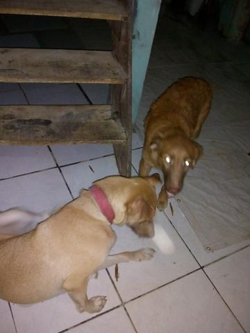 Estou doando cãos