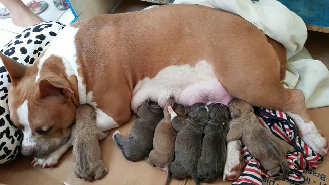 Filhotes de American Bully