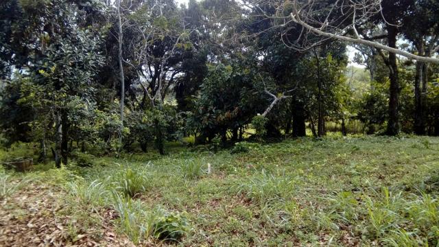 Terreno Rodovia Itabuna- Ilhéus - Foto 5