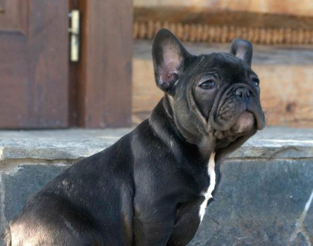 Buldog francês canil ps