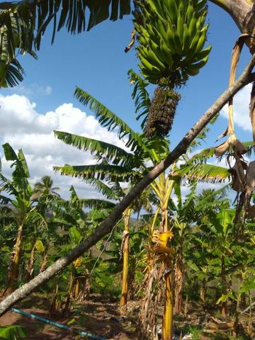 Sitio formado com toda infraestrutura, Zona Rural 65km de Recife - Foto 20