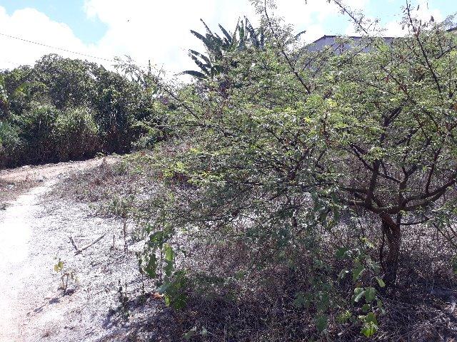 Vendo terreno no murici - região das águas - Foto 3