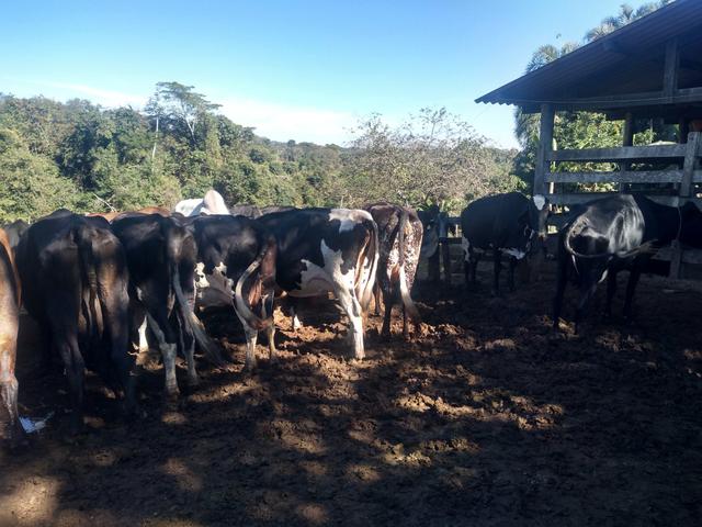 Vende 10 vacas girolanda - Foto 4