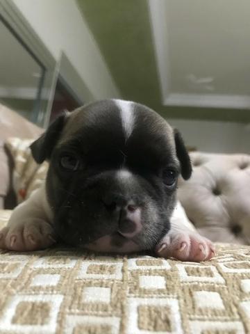 Vende-se filhotes de Bulldog francês - Foto 2