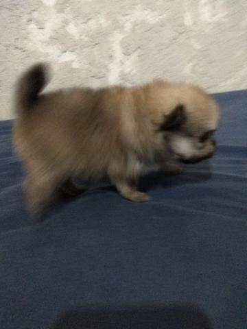 Spitz Alemão /Lulu da Pomerânia - Foto 4