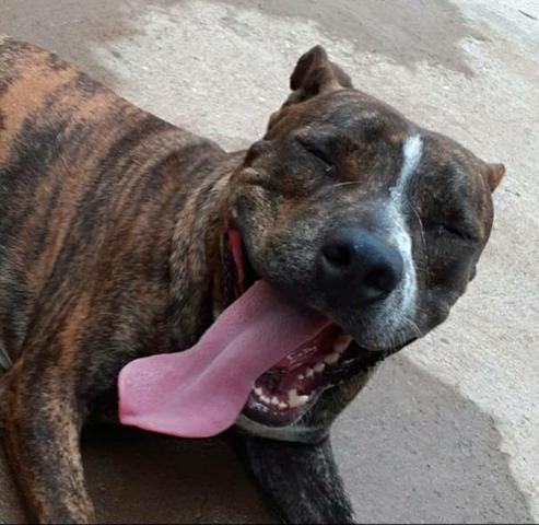 American Staffordshire Terrier