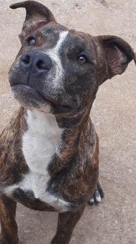 American Staffordshire Terrier - Foto 2