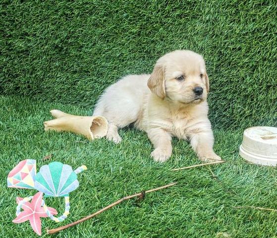 golden Retriever