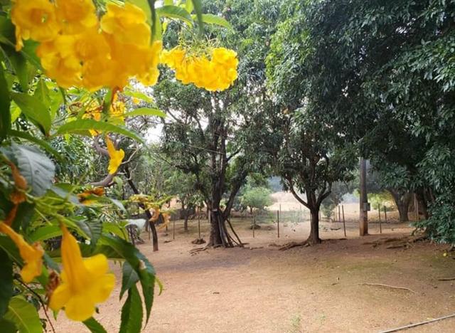 Sítio dos sonhos / Permuta Casa - Foto 6