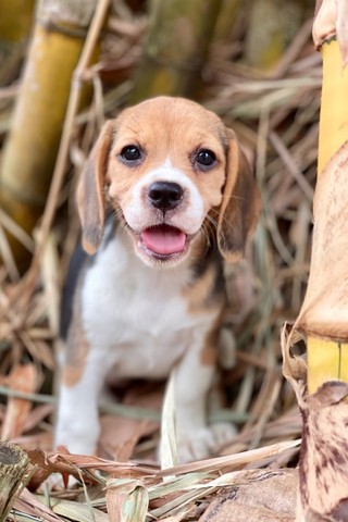 Bbs mini beagle fofurometro  - Foto 4
