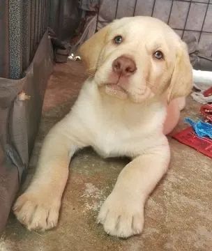 Labrador fêmea filhotes pronta entrega  - Foto 3