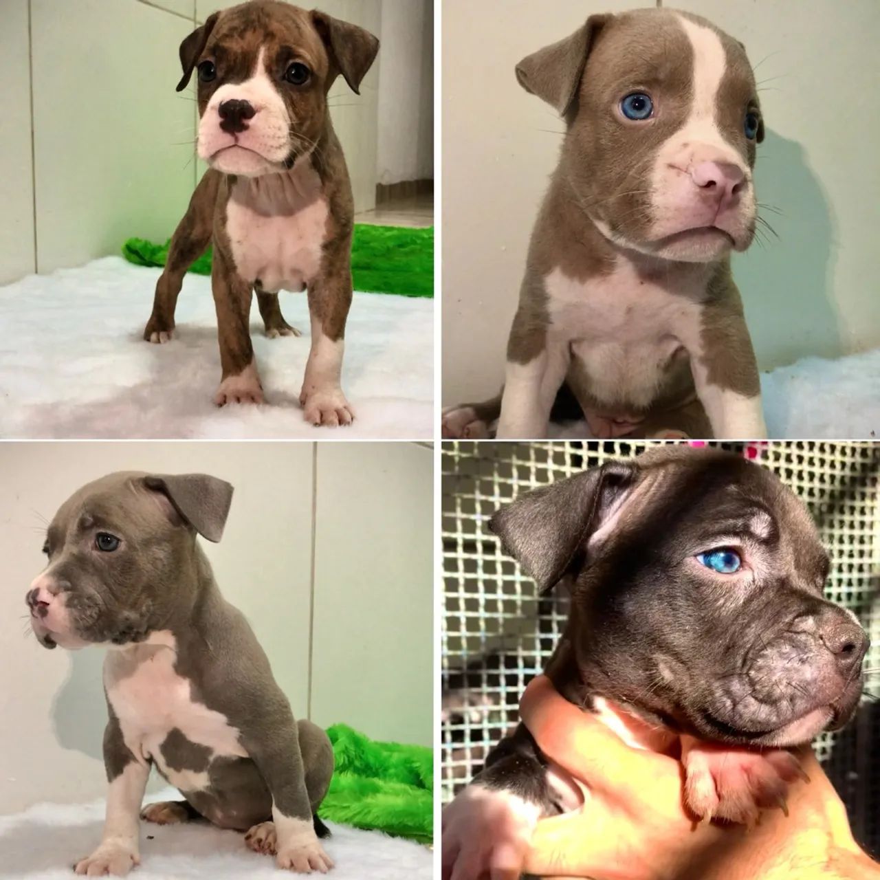 AMERICAN BULLY Filhotes com PEDIGREE CBKC ou ABBR, MICROCHIP, VACINADOS E VERMIFUGADOS 