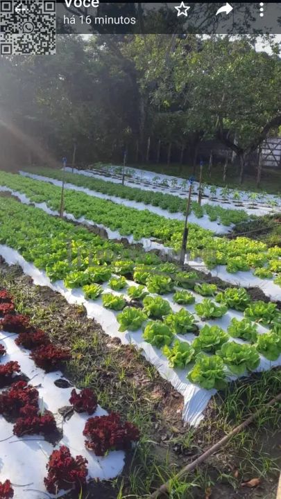 Paudalho  Sítio  Sítio em Paudalho, porteira fechada, 5 hectares - Foto 13