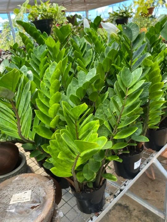 Muda de zamioculca