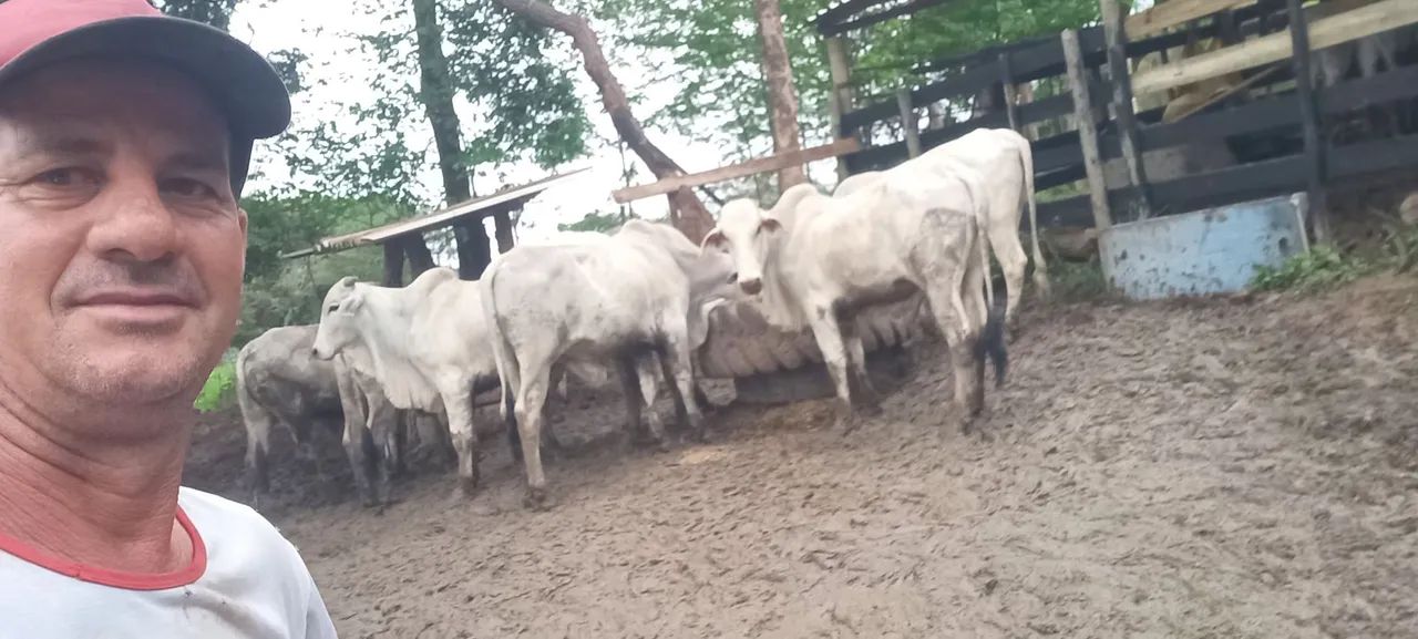 Vende-se bezerros Nelore