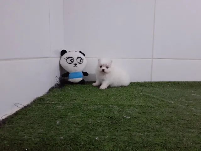 =) + Spitz Alemão Filhotes =)