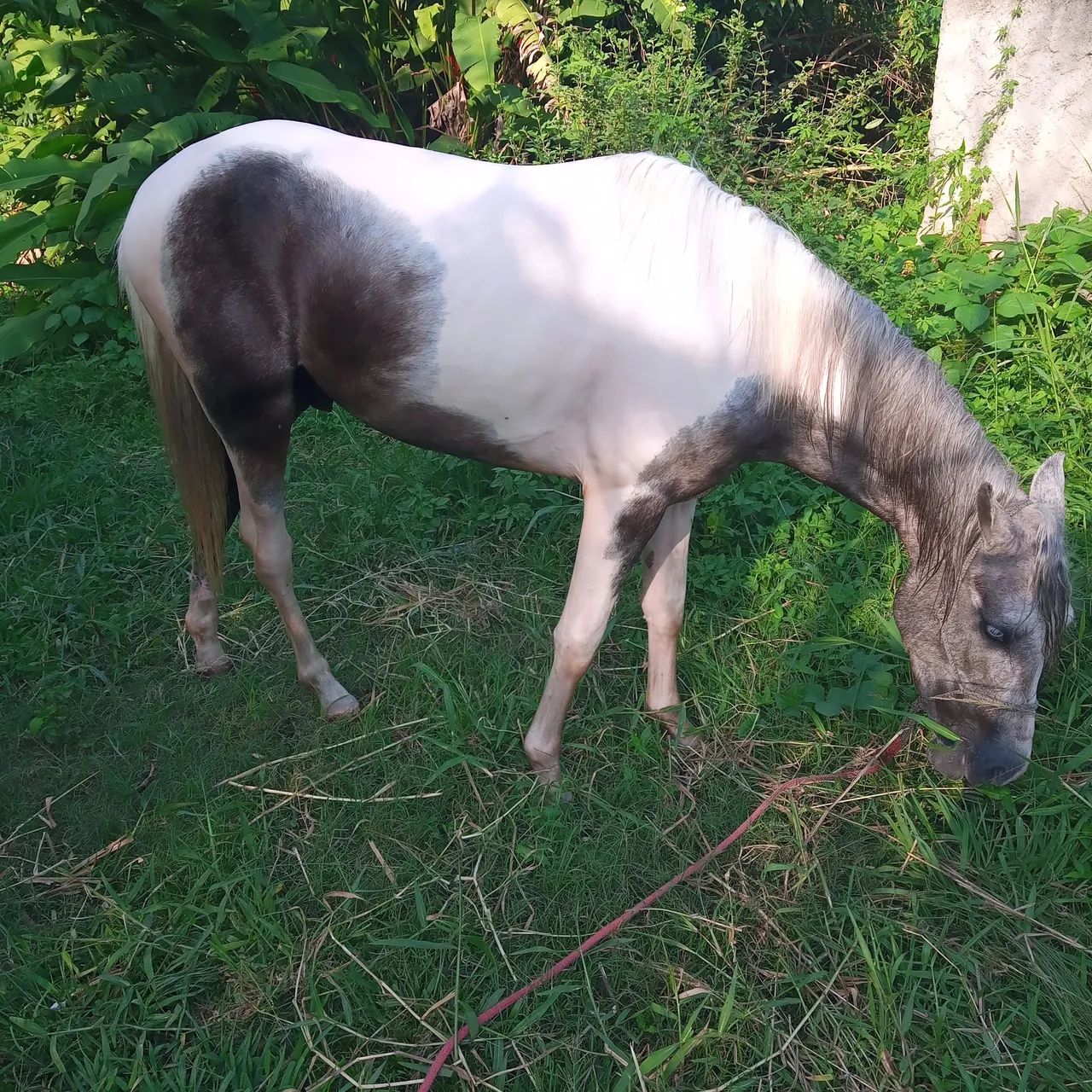 Potro Mangalarga Marchador - Foto 6