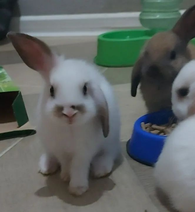 Filhotes de coelho  - Foto 4