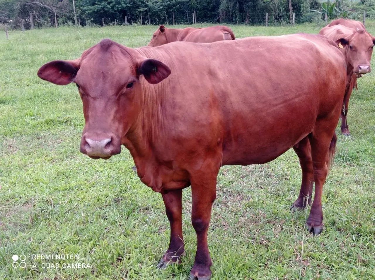 Touros, novilhas, bezerros, vacas com cria ao pé. Senepol