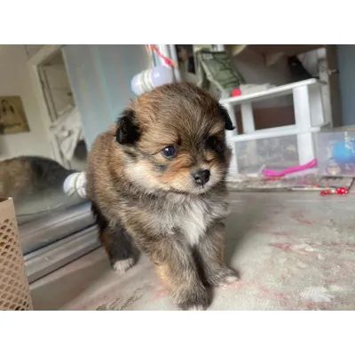 Yorkshire com Lulu disponível 