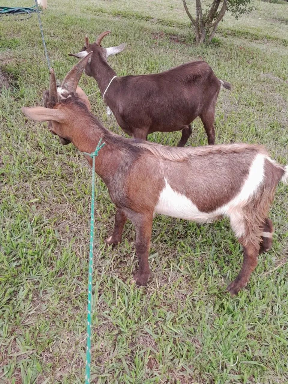 Casal de cabras - Foto 3