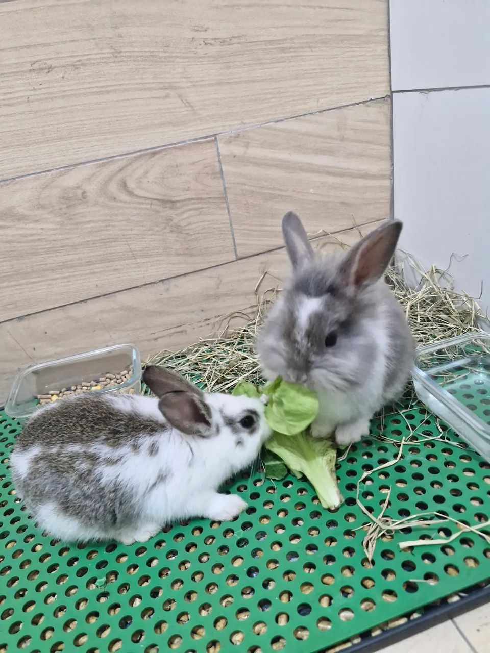 Coelho 64304360669187121