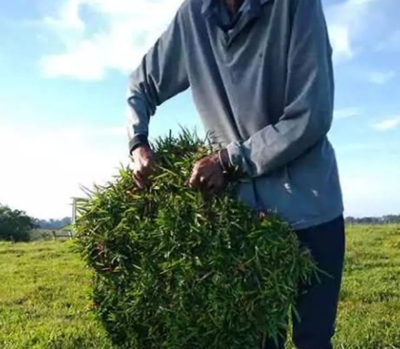 Grama Esmeralda, São Carlos e Batatais - Foto 4
