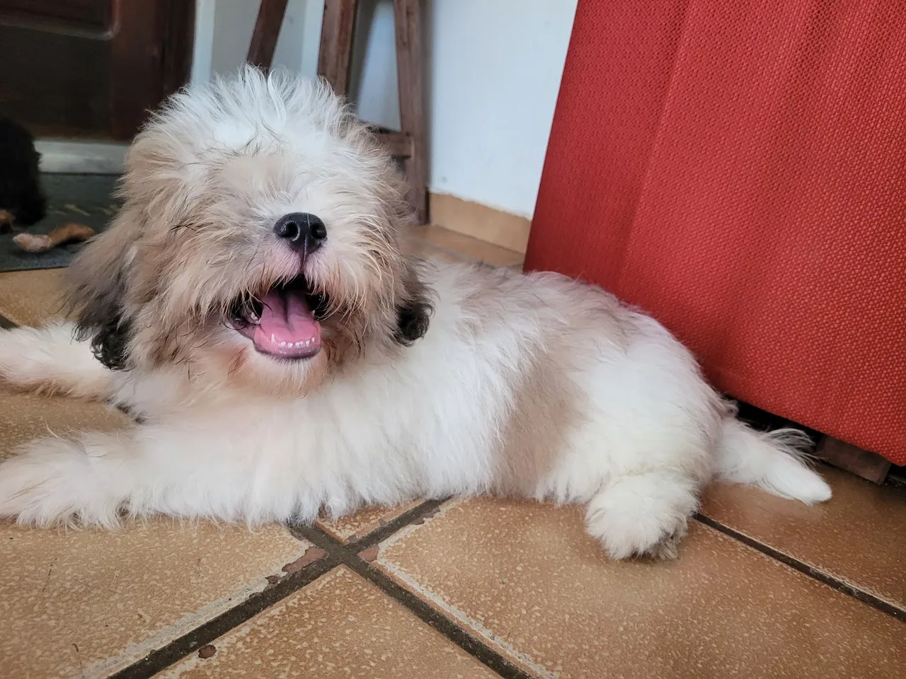 Filhote Shih Tzu Macho Vacinado