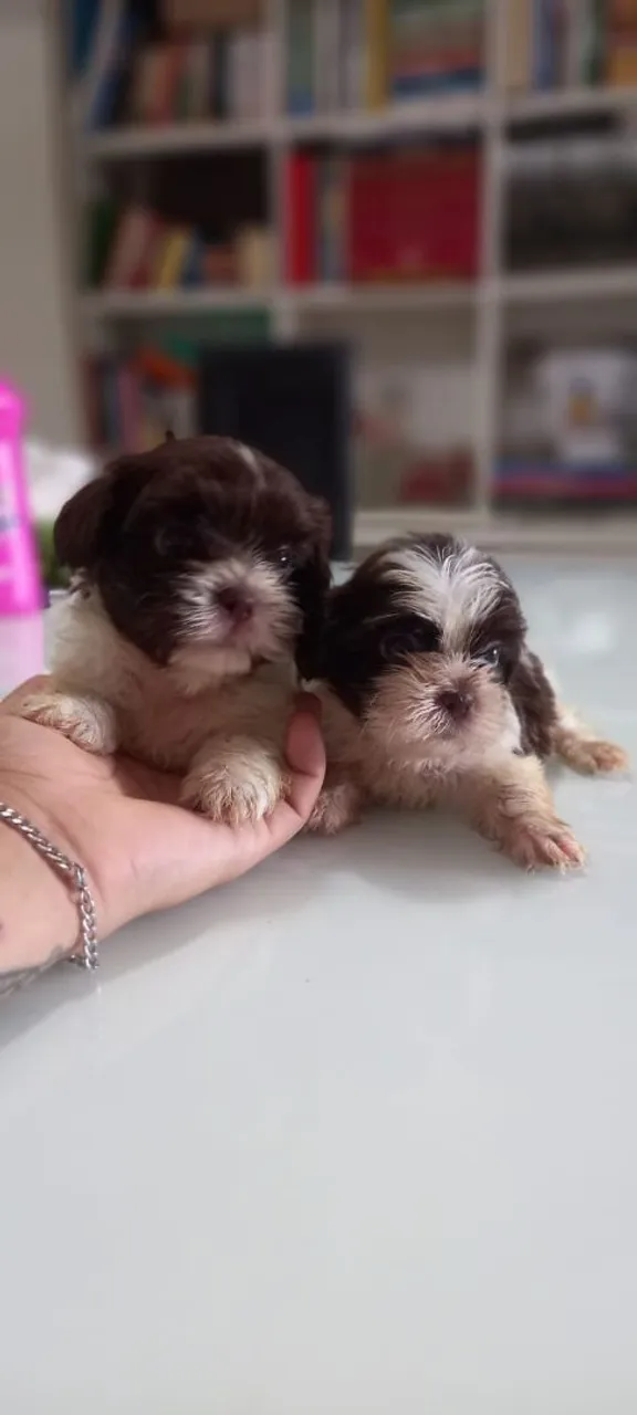 Vendo filhotes Shih Tzu com