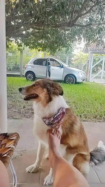 Filhotes de  Border Collie-3 fêmeas disponível  - Foto 2