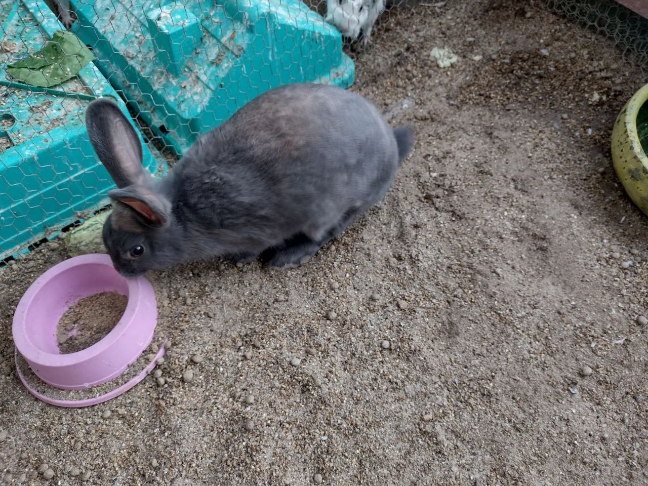 Coelho macho pequeno 4 meses nasceu dia 15/11  - Foto 5