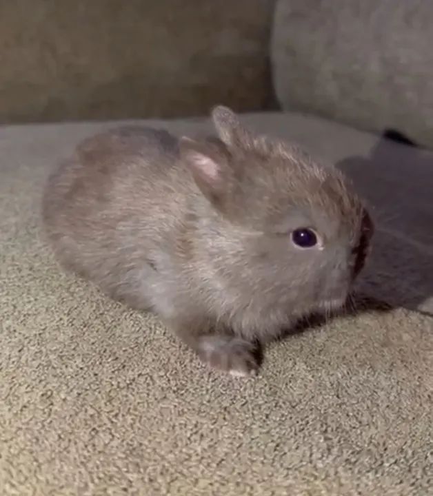 Netherland mini coelho a venda - Foto 2