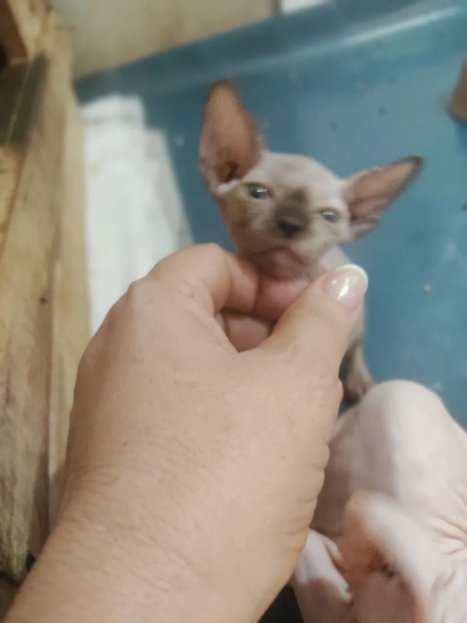 Sphynx, o gatinho peladinho, temos várias cores - Foto 6