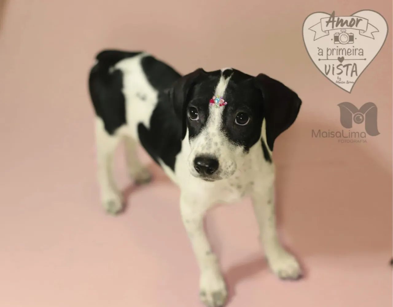 Filhote de cachorro disponível para adoção - Foto 3