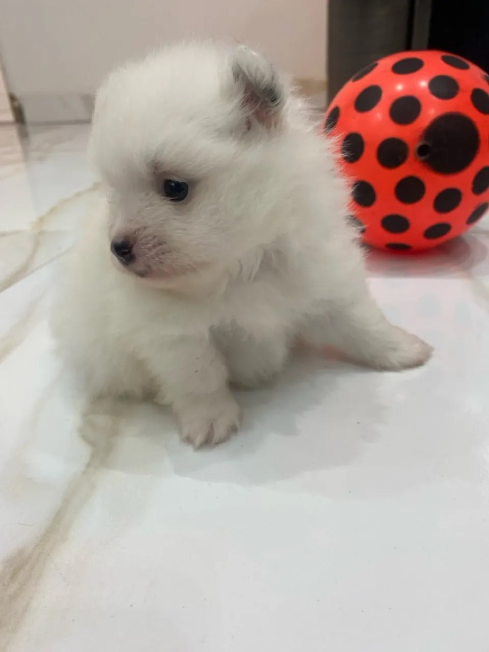 Filhote Spitz Alemão - Fofura em 4 Patas!