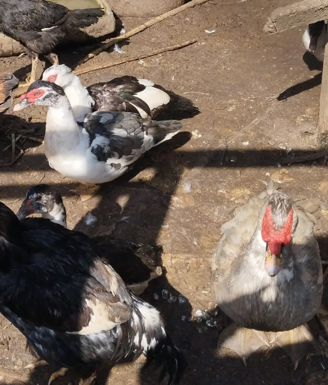 Patos saudáveis, adultos