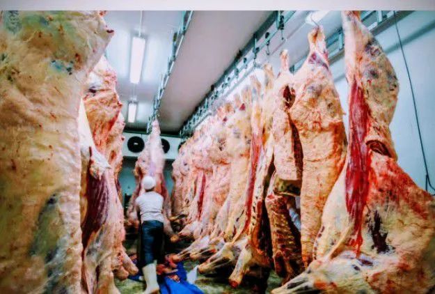 Venda de, carcaça bovina.!!!! - Foto 2