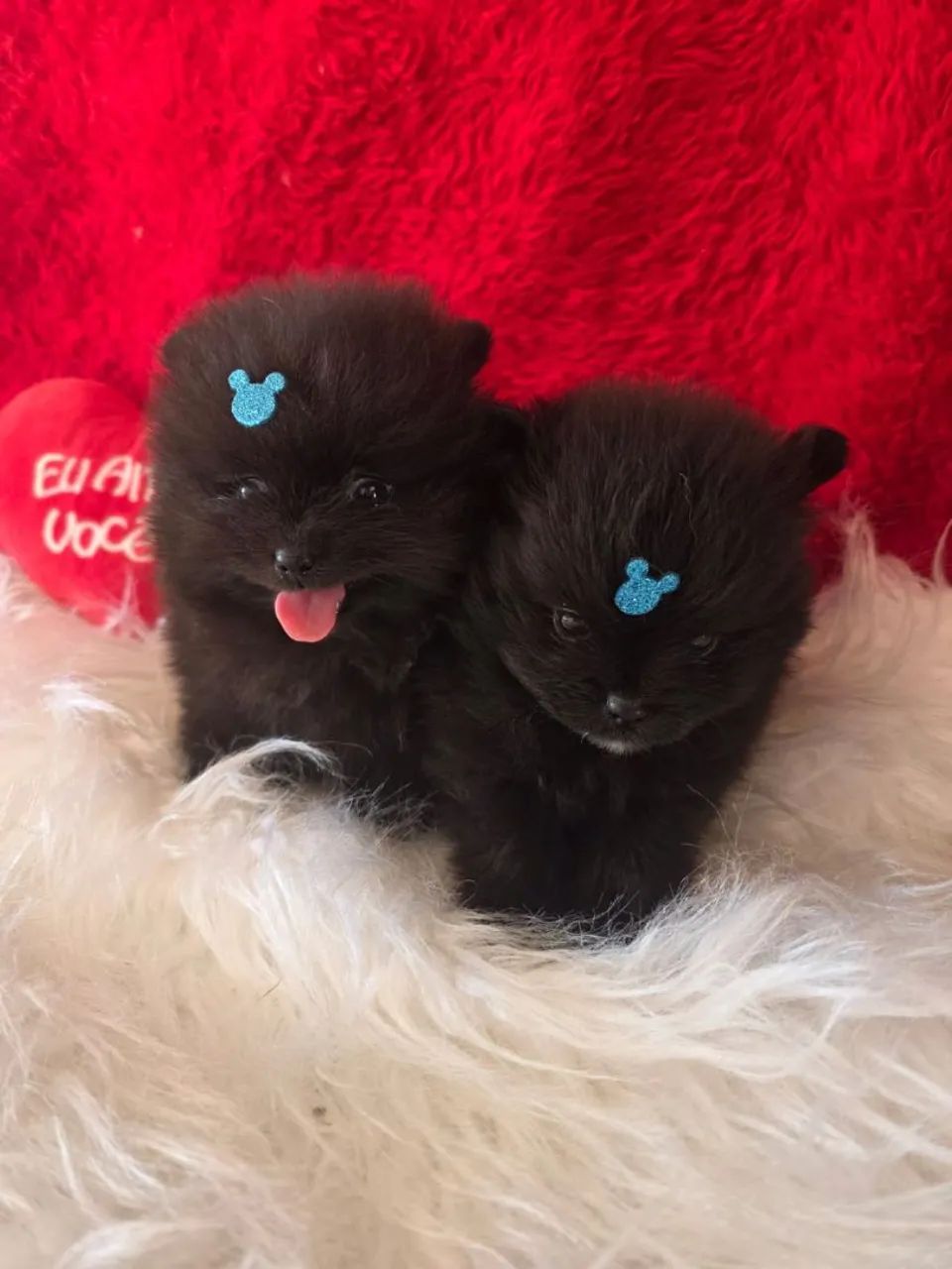 Dois filhotes de Spitz Alemão - Foto 5