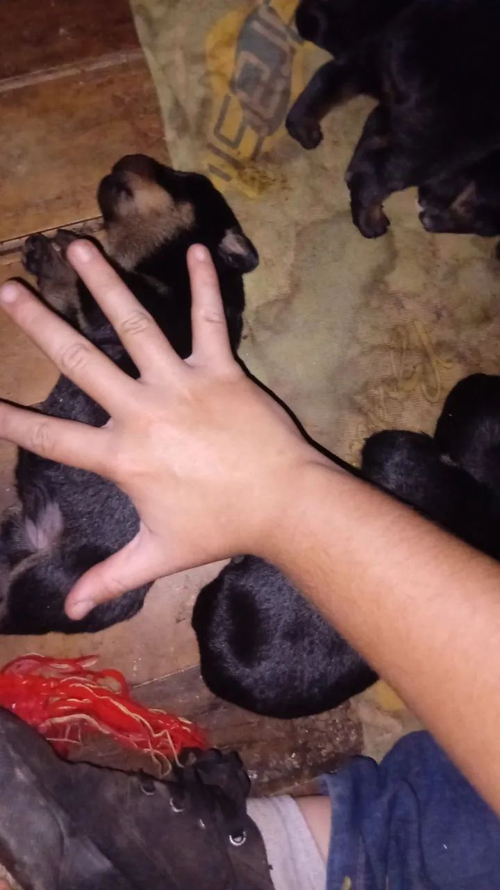 Filhotes de Rottweiler - Foto 4