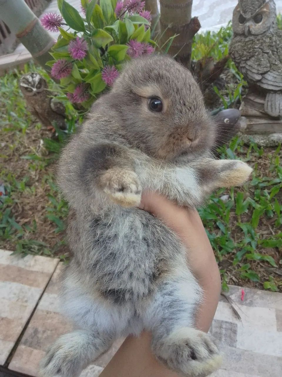 Coelho mini Netherland com 30 dias  - Foto 2