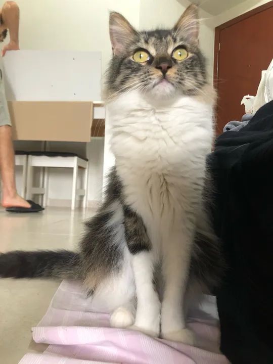 Duas gatas fofinhas para adoção! - Foto 2