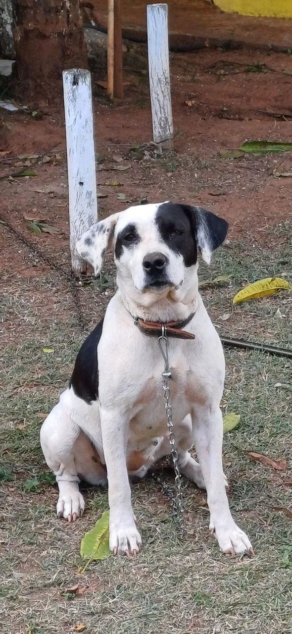 Cão adorável para adoção - Foto 2