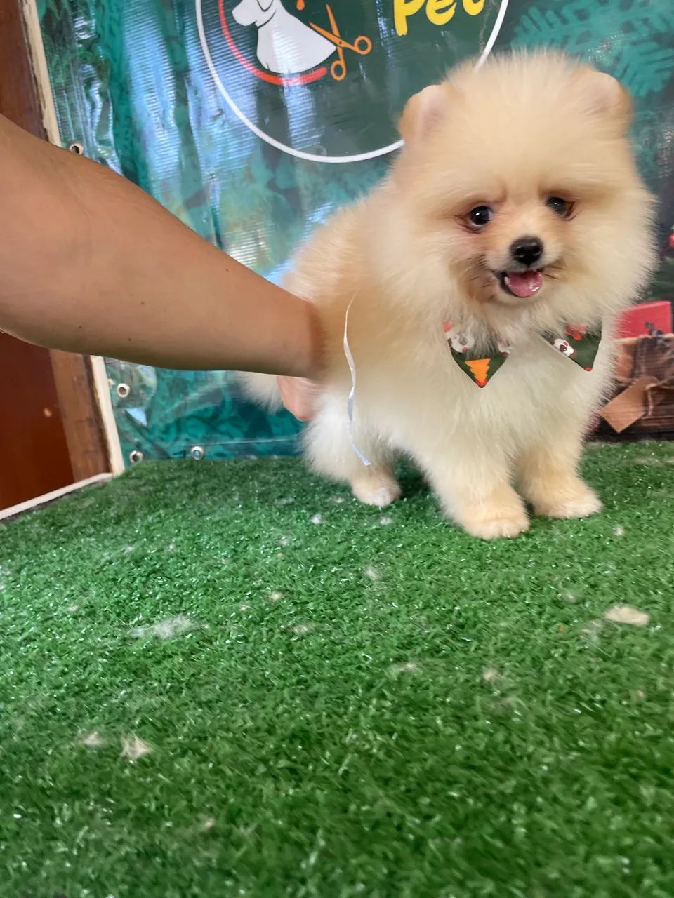 Lindos machinho de Lulu - Foto 6